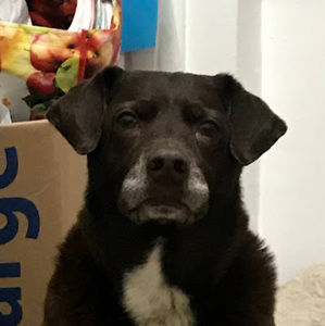 Meet your Posher, Anna